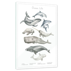 Ein echtes Schmuckstück - Dein Tierwelt Wasser Motiv als Glasbild ist besonders edel.