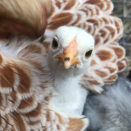 Wildtiere - Das Huhn - 10 Fakten zum Facettenreichtum