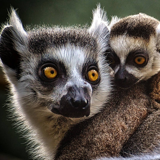 Madagaskar: Seltsam wunderbare Wildtiere, Pflanzen und Landschaften | Madagascar: Weirdly Wonderful Wildlife, Plants and Landscapes