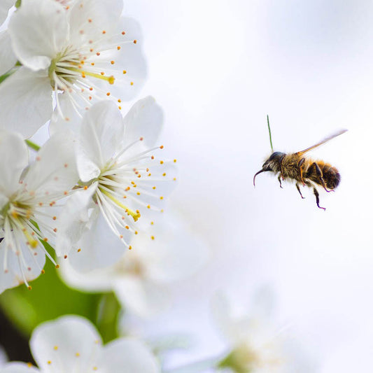 Bienen im Garten - nützlichen Lebensraum schaffen