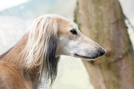 Saluki´s - die schnellsten Landlebewesen der Welt