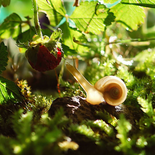 Umweltschutz im eigenen Garten?